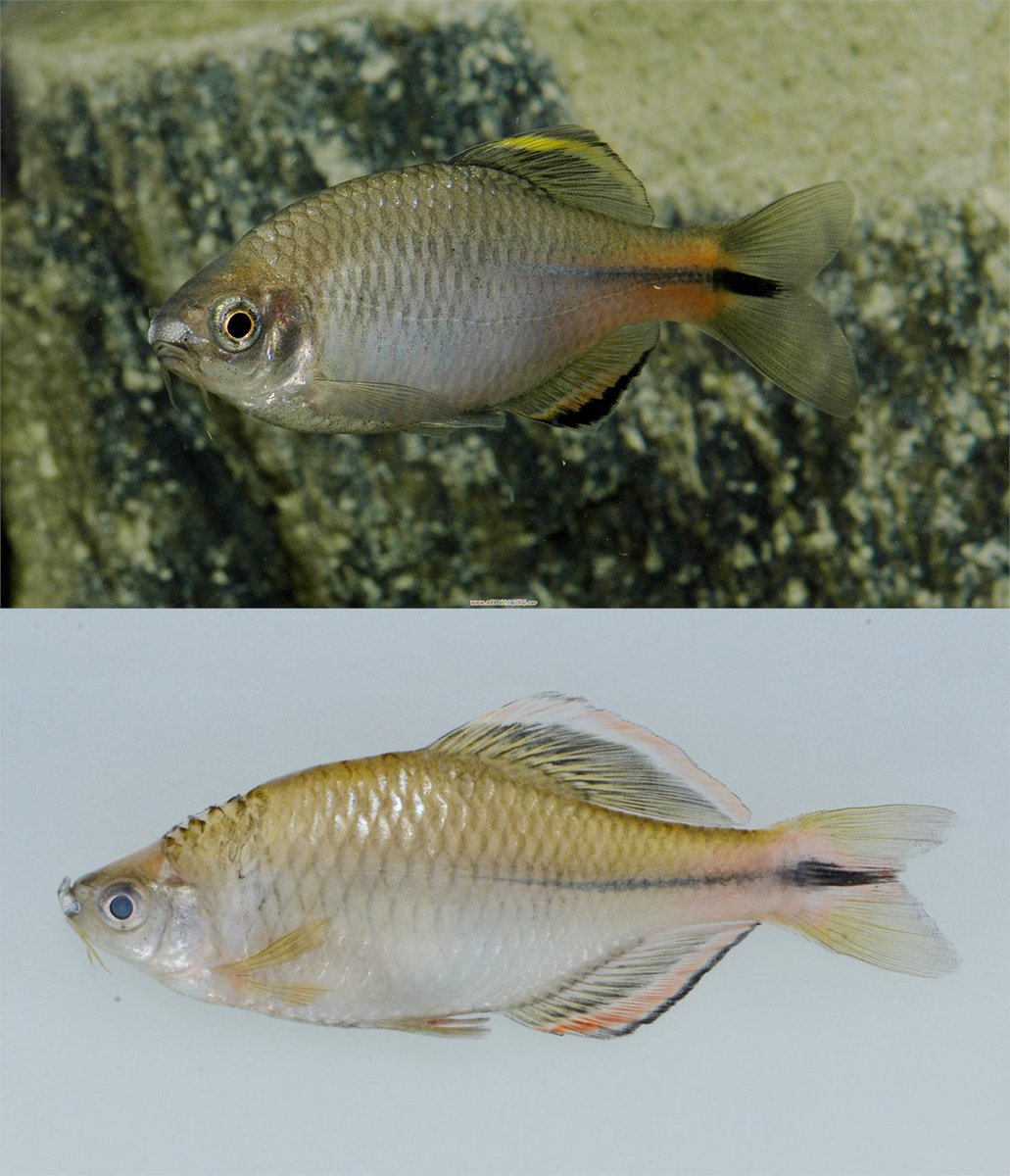 ごーたな (@tanago12345) / Posts / X