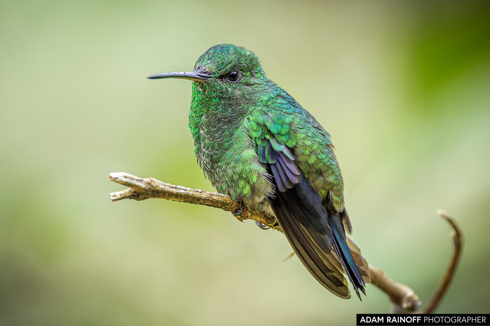adamrainoff's tweet photo. Steely-vented Hummingbird (Saucerottia saucerottei) perched in the lush greenery of La Minga Ecolodge, near Cali, Colombia.

©2021 Adam Rainoff Photographer

#SaucerottiaSaucerottei #BirdsOfColombia #NaturePhotography #TropicalWildlife #ConservationJourney https://t.co/0Vu0Hj655P