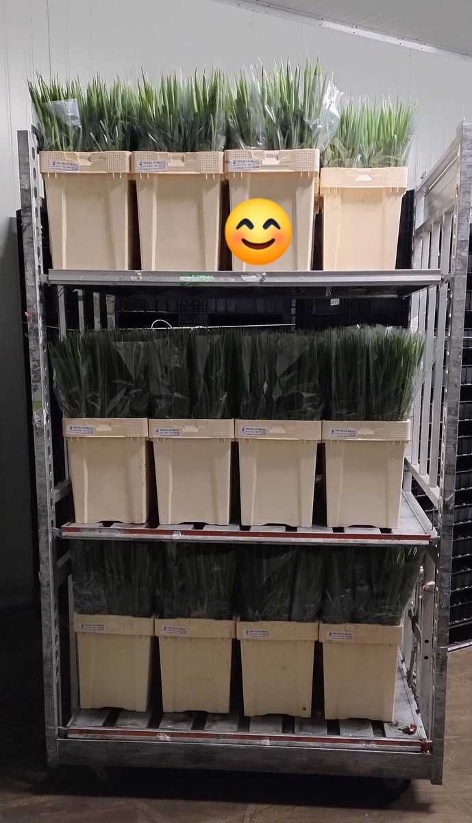 De laatste kar met irissen van dit jaar!!! 🟪
Volgend jaar zijn we uiteraard weer terug met diverse soorten irissen van onze vaste leveranciers. Vanaf begin maart starten we met Blue Magic, later aangevuld met Hong Kong en White Magic. En over ruim 4 weken de eerste Escape'n. 🟥