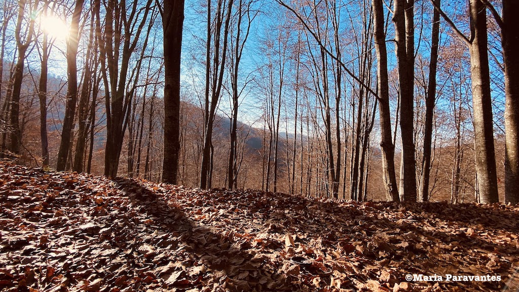 TheGreekVibe's tweet photo. Don't miss our last newsletter of 2024 with all the favorite Greek #Christmas &amp; New Year’s traditions. Did you know an ancient Greek practice may have inspired the Christmas tree? Plus this month we learn more about the legendary authentic Cretan knife.  ➡️https://t.co/ZK7kGpXZ6M https://t.co/QhP2n17qEm