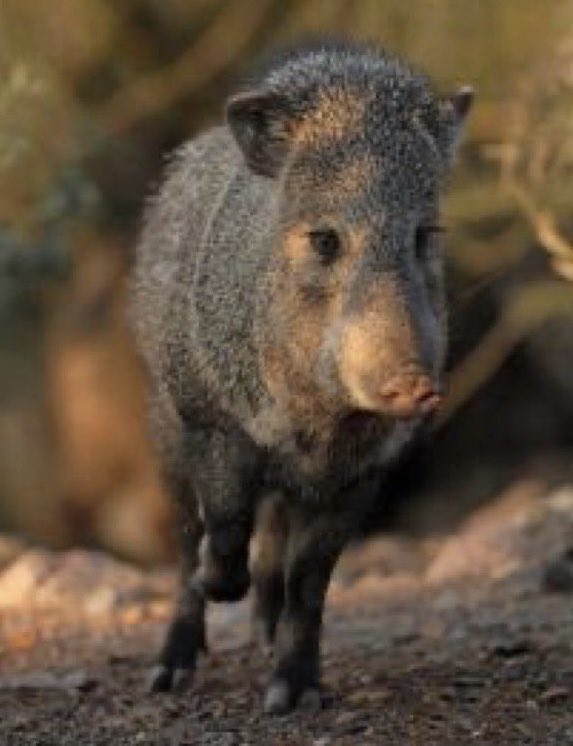 Javelina bite Mon. night in 5400 block of N. Teran Rd, Benson. Victim bitten on calf when charged by javelina, seen in area before but unaggressive.  Javelina at large. Victim seeking treatment for puncture wound today. Report human-wildlife conflicts to 623-236-7201. File photo.