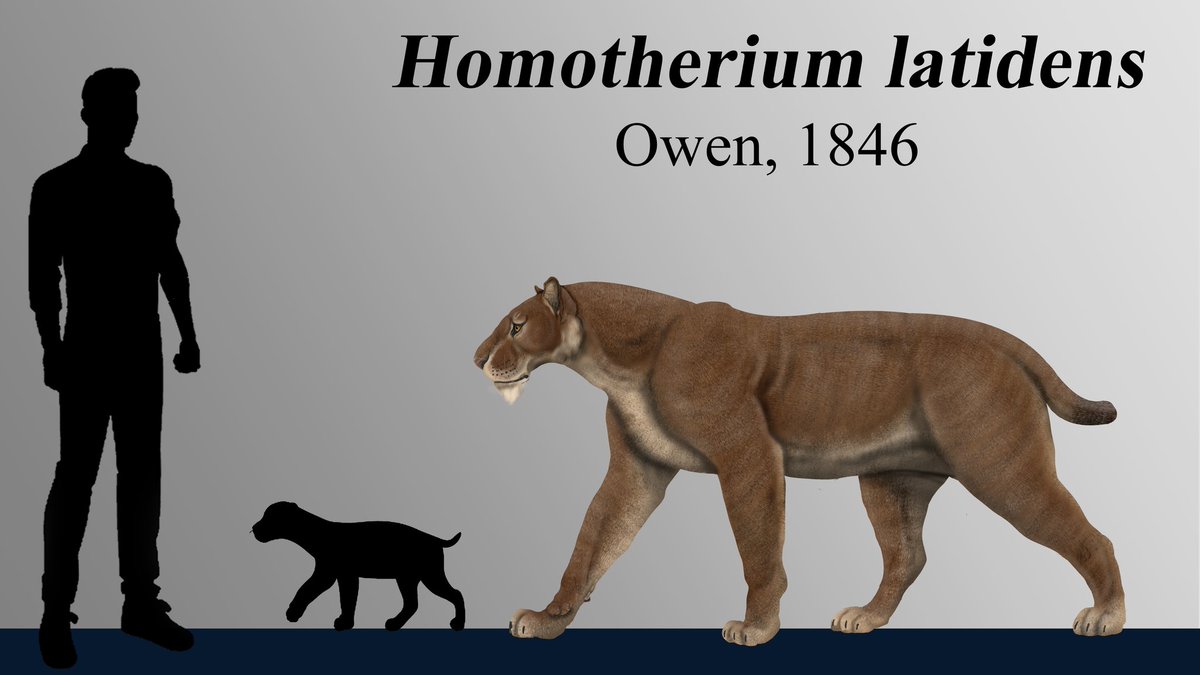 Homotherium latidens