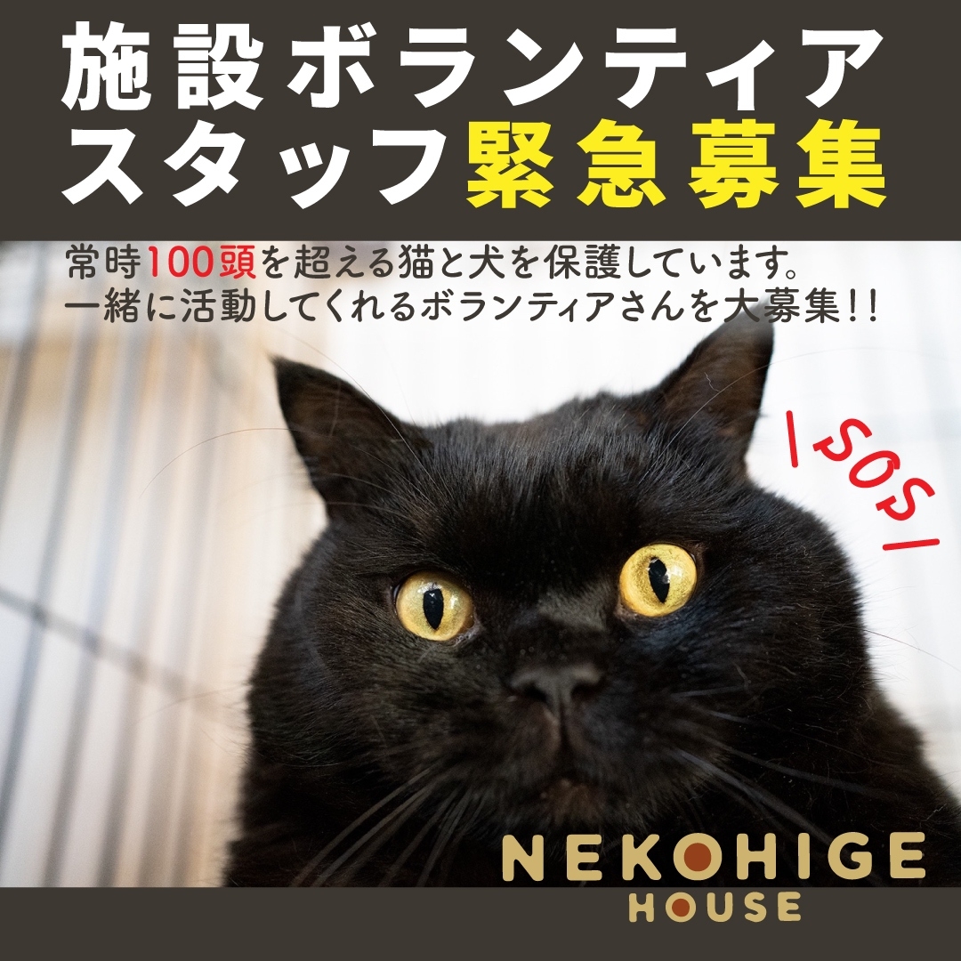 動物保護施設🏠ねこひげハウス😺次回譲渡会2月28日(土)@八潮駅👣2分(株