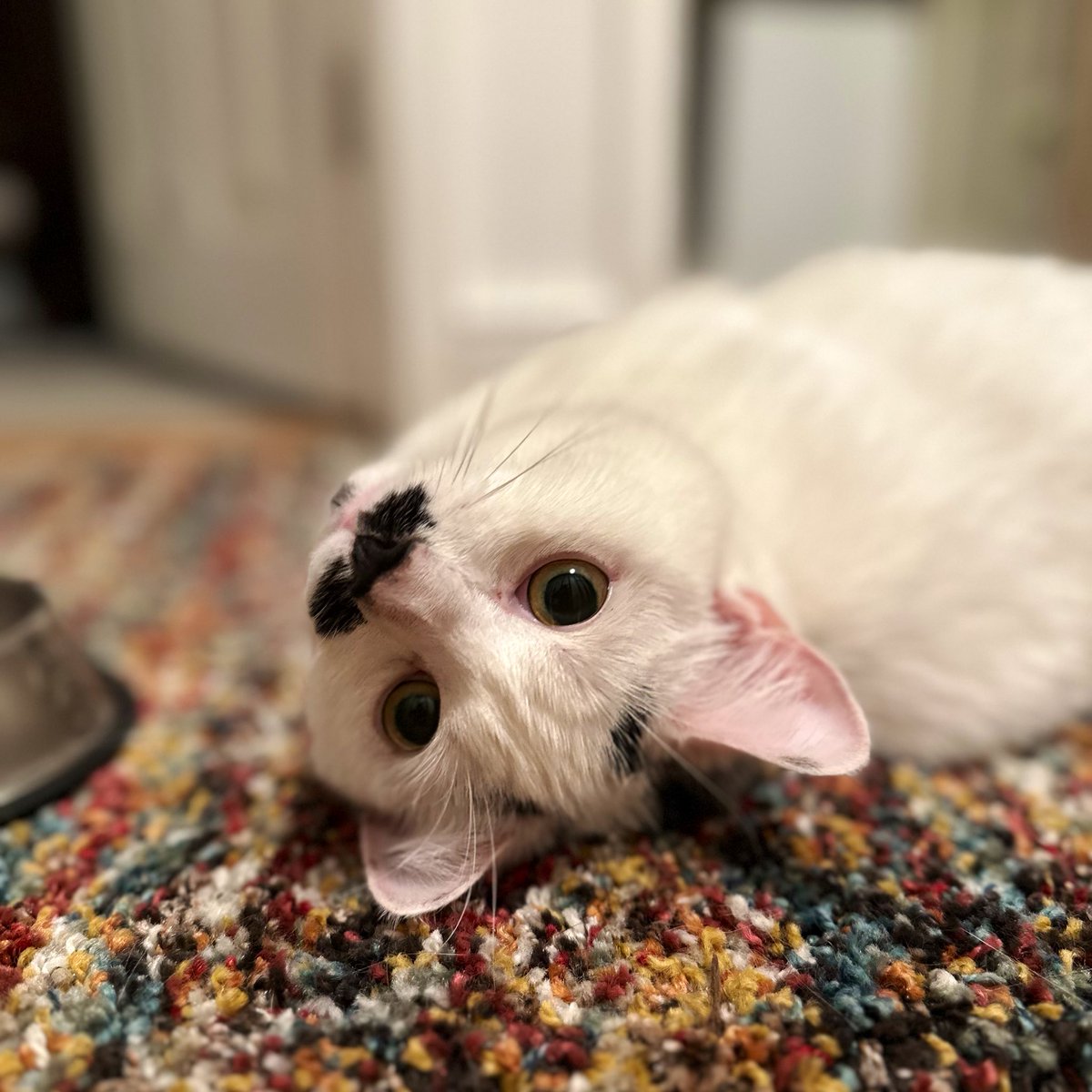 Laura Elliott tweet media