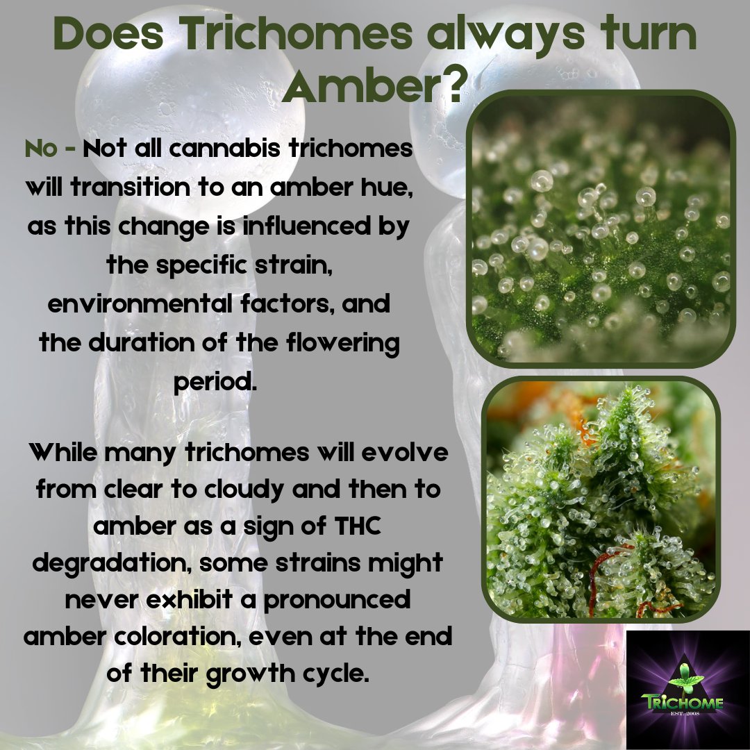 thcmed's tweet image. Did you know Trichomes Doesn&apos;t always turn Amber? It&apos;s  change is influenced by the specific strain, environment factors, and the duration of the flowering period.
#trichometuesday #weedknowledge #didyouknow #mmj #ᴛʜᴄ #cannabiscommunity #thcmed #trichomehealthconsultants