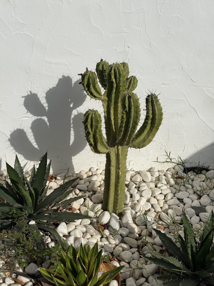 BadToxic's tweet photo. Walking further in #Motril (#ship #NorwegianPearl).
#ParqueDeLosPueblosDeAmérica #parque #park #cactus #Kaktus #Kakteen #cactusLover #cruiseShip #cruise #Kreuzfahrt #Schiff #vacation #Urlaub @umiizza #NowegianCruiseLine @CruiseNorwegian https://t.co/5LZHChvq59