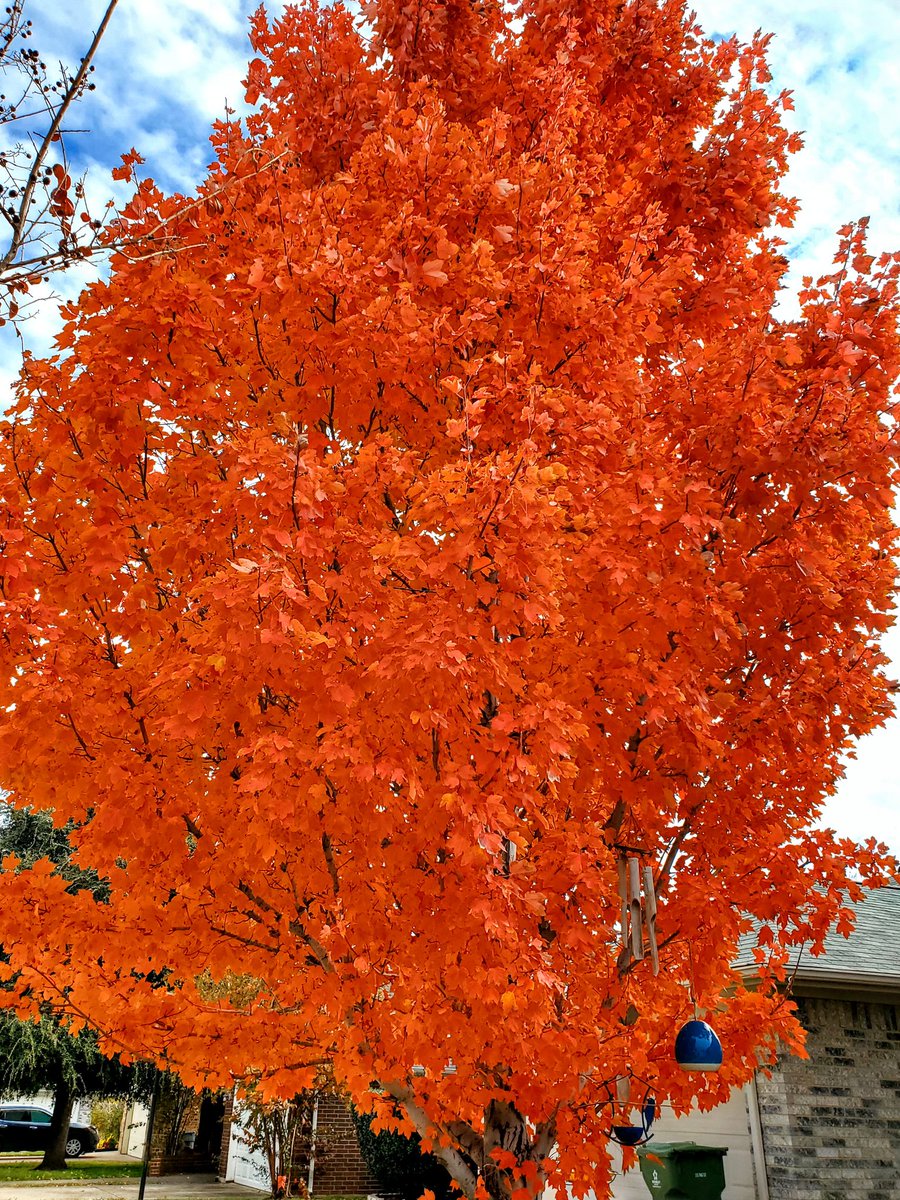 This tree is so orange, peak fall colors in north Texas. 😍🍁 #txwx