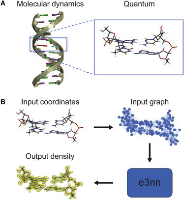 Predicting accurate ab initio DNA electron densities with equivariant neural networks by Alex J. Lee, <a href="/JoshRackers/">Josh Rackers</a> and William P. Bricker
hubs.li/Q02YHY8c0
<a href="/BiophysJ/">Biophysical Journal</a> highlight — An official journal of <a href="/BiophysicalSoc/">Biophysical Society</a>