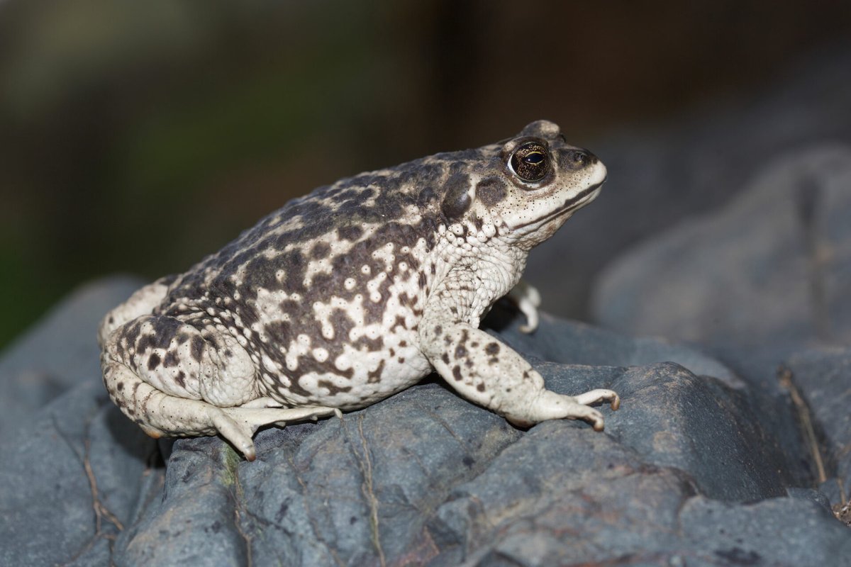 ladera_sur's tweet photo. 🐸¿Sabías que en Chile hay más de 60 especies de ranas y sapos nativos? De esos, cerca del 67% son endémicos de nuestro país.

🎞️Esta galería es un acercamiento a las especies más probables de ver en esta época.

🔗Revisa más detalles aquí:👇

https://t.co/hsPePPHJjS https://t.co/OuZqvP1LiP
