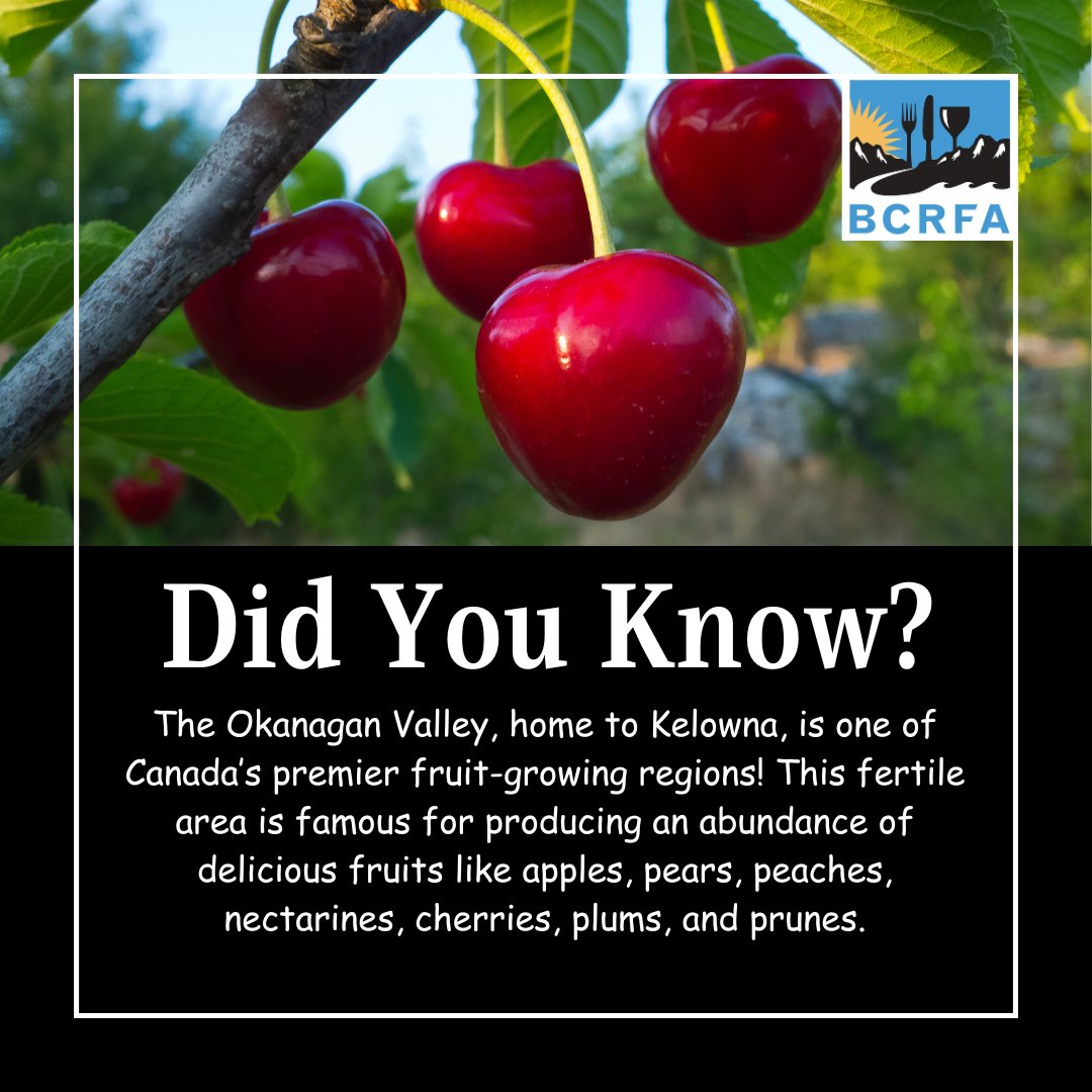 🍒 Did You Know? 🍎

The Okanagan Valley, home to Kelowna, is one of Canada’s premier fruit-growing regions! This fertile area is famous for producing an abundance of delicious fruits like apples, pears, peaches, nectarines, cherries, plums, and prunes.