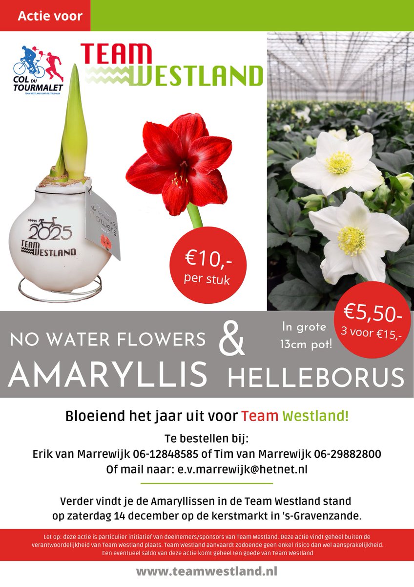 De enige echte Team Westland amaryllisbollen van vader en zoon van Marrewijk zijn er weer.

Bestellen kan heel eenvoudig door de heren te bellen of mailen. Voor de Team Westland 2025 amaryllis bollen, kan je ook zaterdag op de Kerstmarkt in 's-Gravenzande terecht.