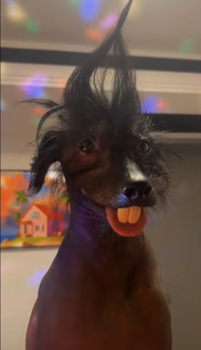 Que puta mierda de animal me has regalado @smoqkfnn ?