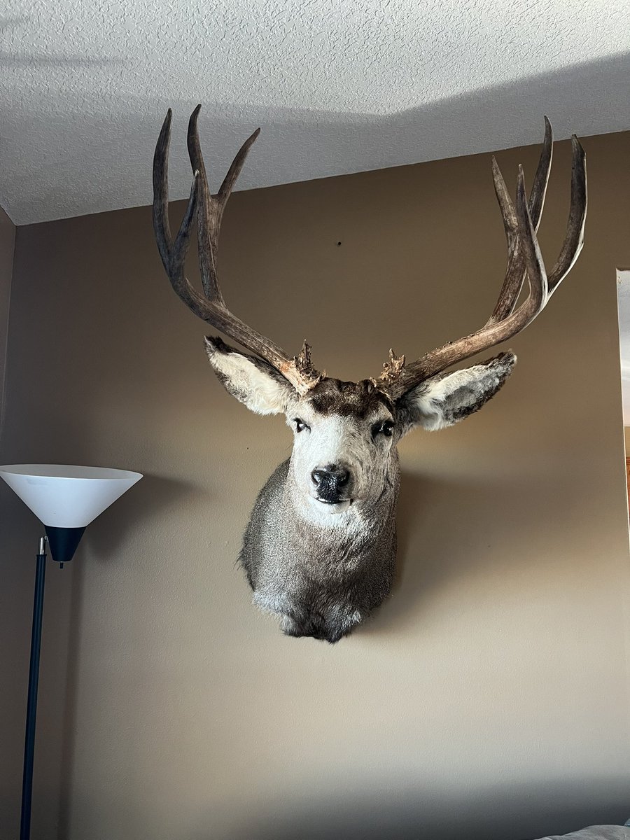 BeebeForOregon's tweet photo. Got my buck back from the taxidermist Sunday. Iโm so happy with it.
#oregon #muledeer #bowtech #archery #oregonhunting https://t.co/dyjeEI67Bs