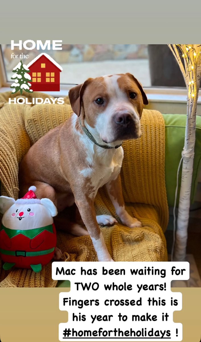 Please share so Mack can finally find the perfect forever family he so deserves! Head to rmgdogs.org for more info on adopting!