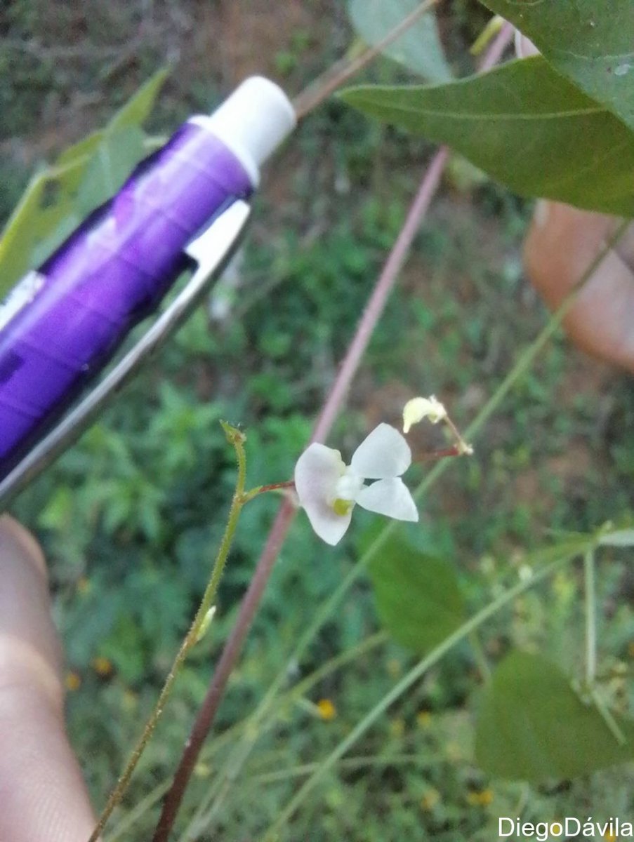 Beautiful flower of wild #bean #Phaseolus Phaseolus macvaughii at #UNAM #Chamela Biology Station. Plants must profit from the ephemeral rainy season. The seeds left by this wild bean will remain dormant until the next year. Fantastic!
