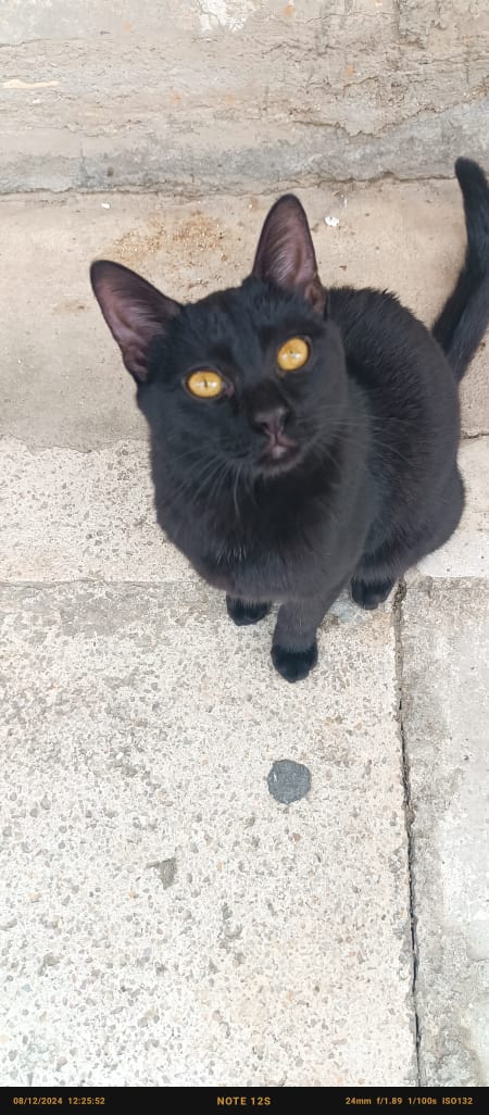 Μετακόμισαν προχθές κ τον 'ξεχασαν' στο πεζοδρόμιο με το καλαθάκι του κ λίγη τροφή. Ούτε πέντε μηνών. Δυστυχώς μέχρι να βρεθεί λύση τον χτύπησε αυτοκίνητο κ βρίσκεται στην κτηνίατρο μας. Ευτυχώς δεν έχει κατάγματα, θα χρειαστεί ακινησία για λίγες μέρες. Μιλάμε για το πιο ήσυχο