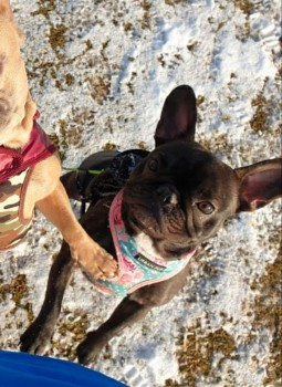 millypod1's tweet photo. 🆘9 DEC 2024 #Lost BEAU #ScanMe
Brindle French Bulldog Female
#Smallfield area #Surrey #RH6 https://t.co/Y45xXyF8he https://t.co/JQcChjCm2X