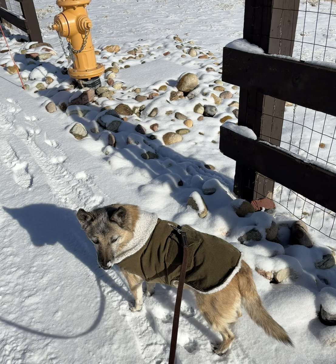 2PeasnaPod2's tweet image. I call this coat ‘the little General.’
#DogModel