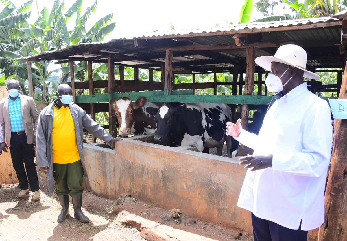 KagutaMuseveni's tweet photo. I am glad to see that people are beginning to wake up. Everywhere I go, I notice progress. This reminds me of where we were back in 1986. When I first visited the Sebei sub-region, I saw that people were hardworking, but they were working without Ekibaro (calculation).

I visited Mr. Nicholas Chelimo, a model farmer in Bukwo District, whose thriving enterprise on exactly four acres includes banana farming, coffee, maize production, local poultry farming, and dairy.