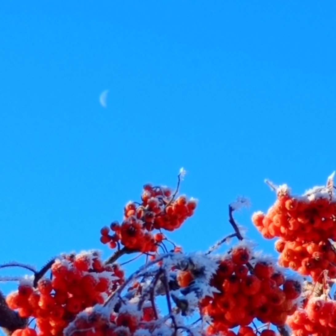 RemyAlberi's tweet photo. #moonhunter #winterishere https://t.co/wvLNYybfNx