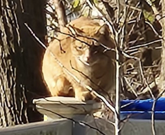 MaryAnnMcCarra's tweet photo. Is this your cat??
#TabbyCat
#Peekskill
#Nelson
#Decatur
#Pemart https://t.co/TNShwi5pz1