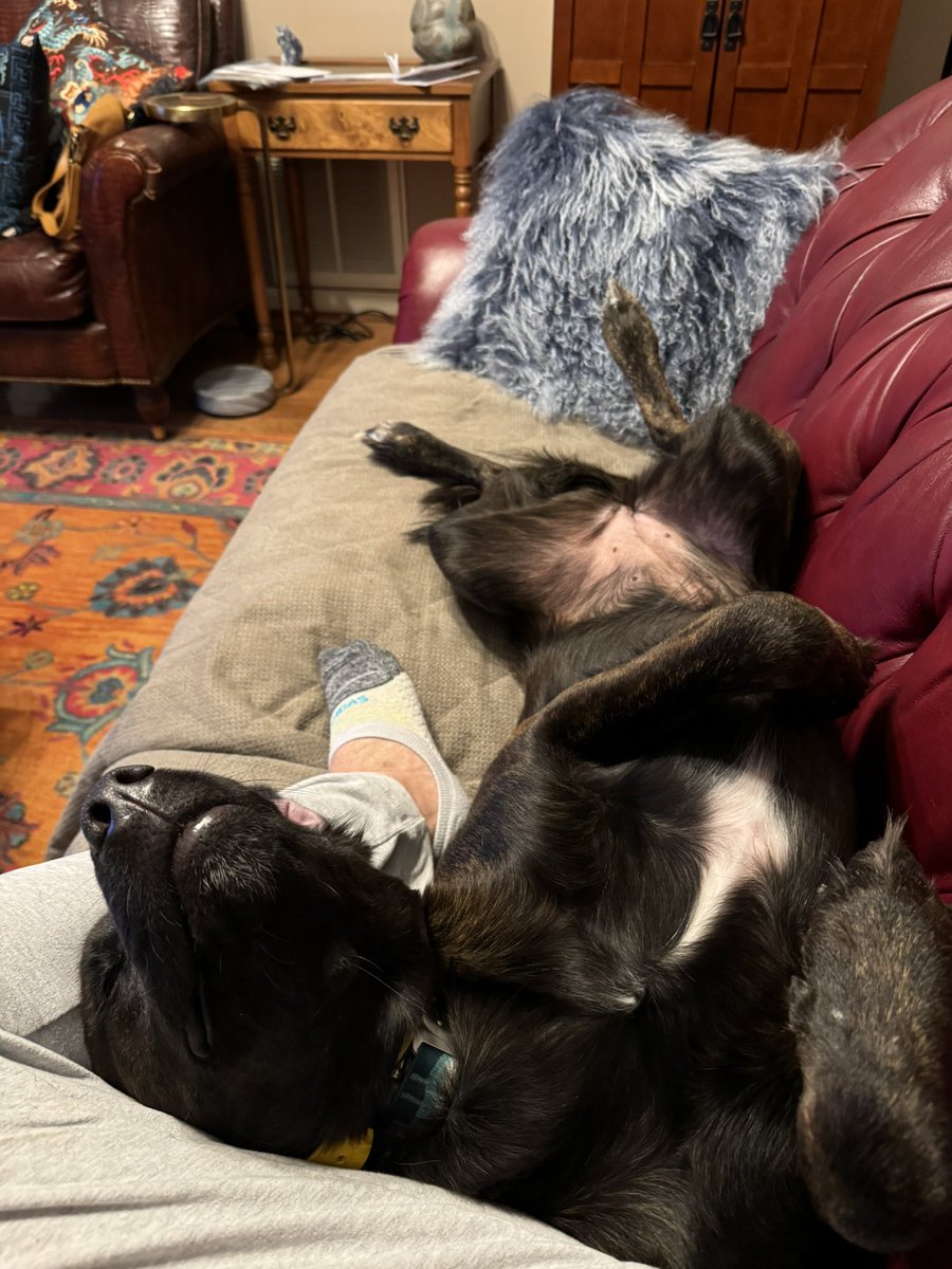 CriswellAngela's tweet photo. @NiallHarbison What a beautiful outcome! My Daisy Jane is as happy as can be for Snickers! https://t.co/62EZcQybQs