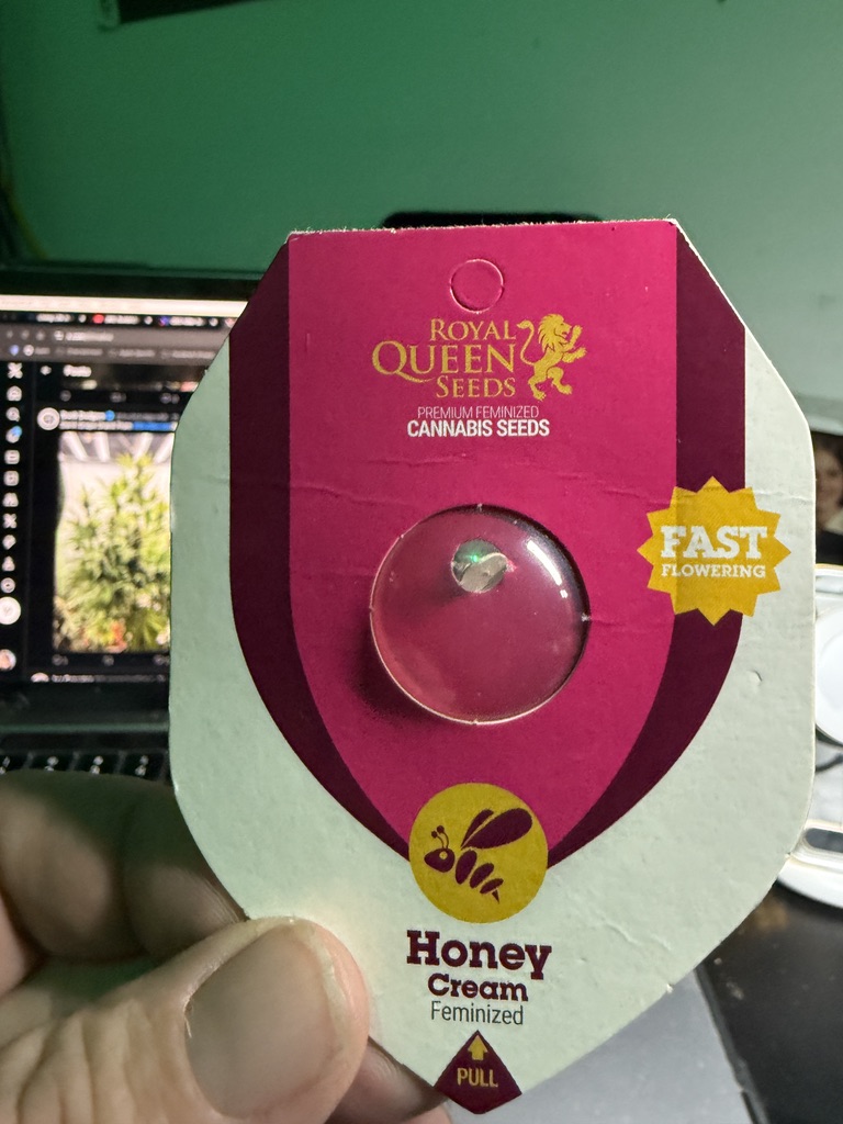 harley_vlogger's tweet photo. Popping some autos to help fill the tent. Hate to see the room go to waste. #germinating #honeycream Auto #run241210 #growmies https://t.co/hGbv9iSuaM