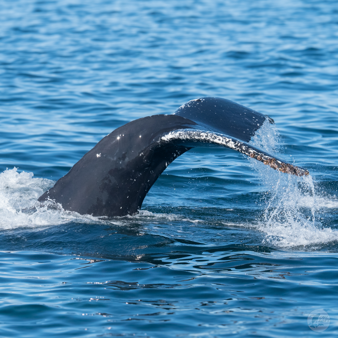 CaptDavesWhaleWatching tweet media