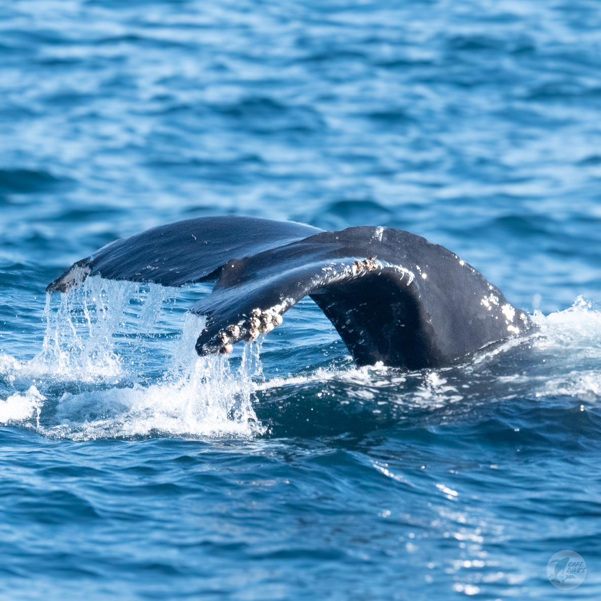 CaptDavesWhaleWatching tweet media