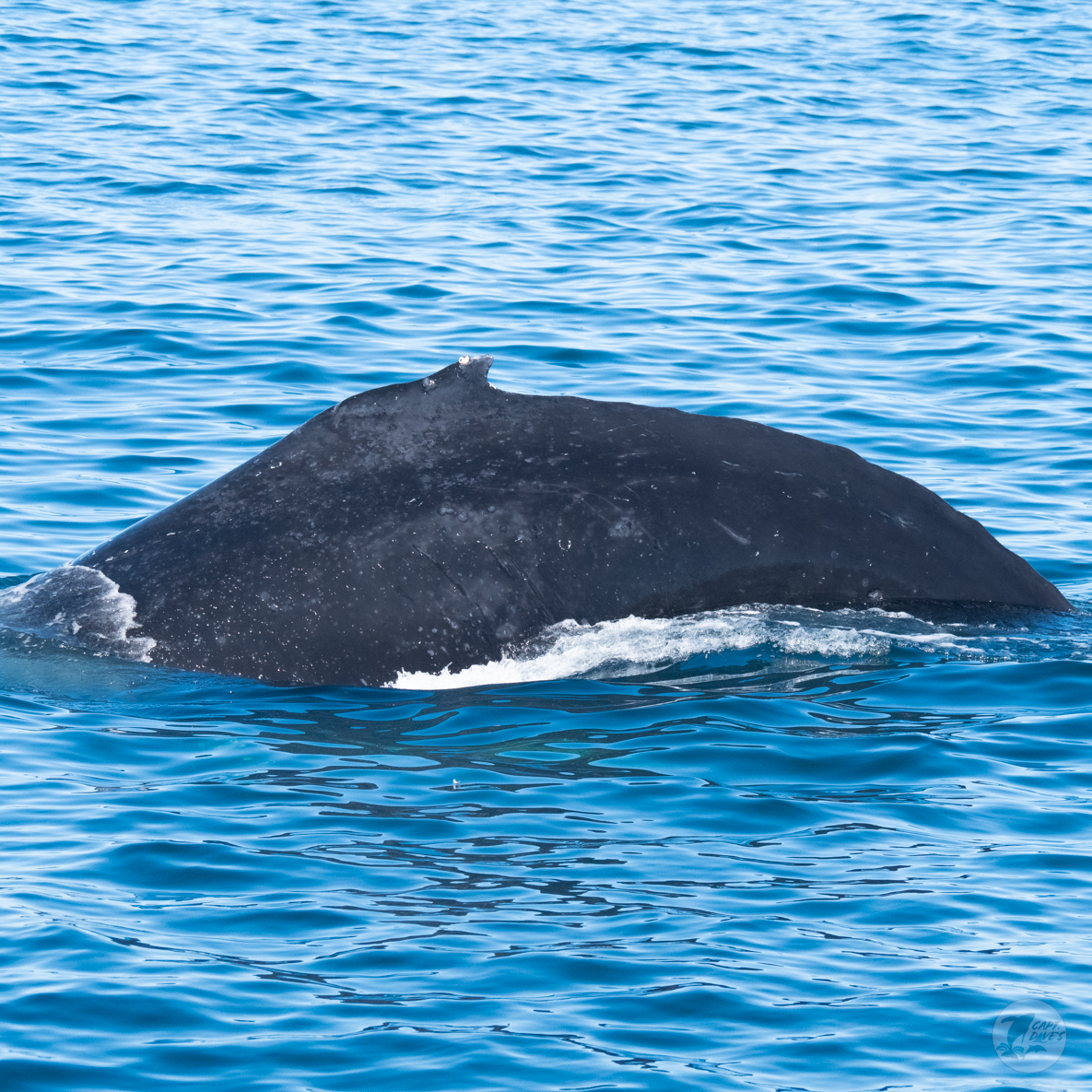 CaptDavesWhaleWatching tweet media