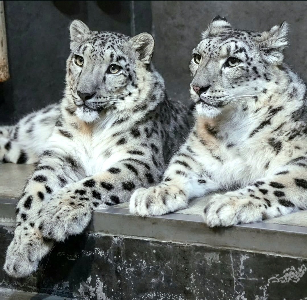 snepreactions's tweet image. posing for family portrait #sentimental #memory #snowleopard