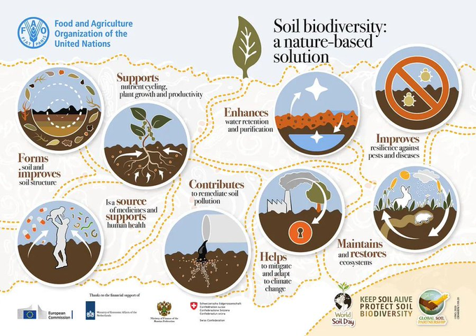 UNBiodiversity's tweet photo. Check out how soil organisms can help maintain #SoilHealth 🐜🐞🦗🍄🌱 and why #SoilBiodiversity is essential to life on earth 🌎 

#GlobalSoilPartnership @UNBiodiversity 

via @FAOLandWater https://t.co/Tc62raAbGA