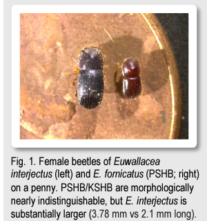 The most recent discovery of invasive shothole borer-pathogen complex in Santa Cruz County has been identified as a different species of beetle and symbiotic fungi than the two complexes previously known in California.  See a fact sheet at   ucanr.edu/sites/pshb/fil…