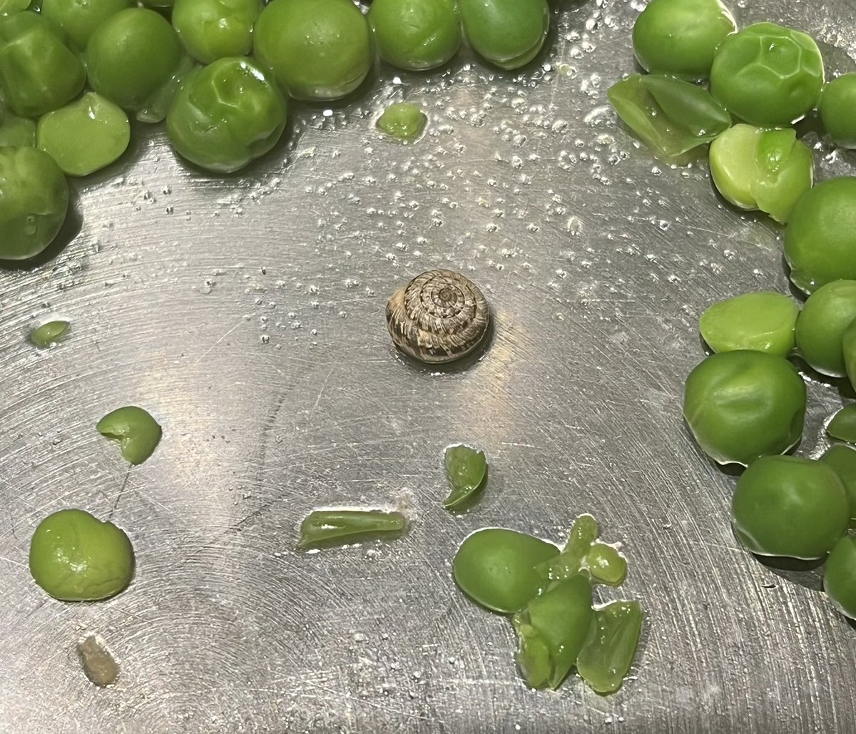 Une petite surprise from <a href="/Tesco/">Tesco</a> tonight! 
Emptied a bag of peas into the pan, cooked them, served most of them and then noticed this wee fella!