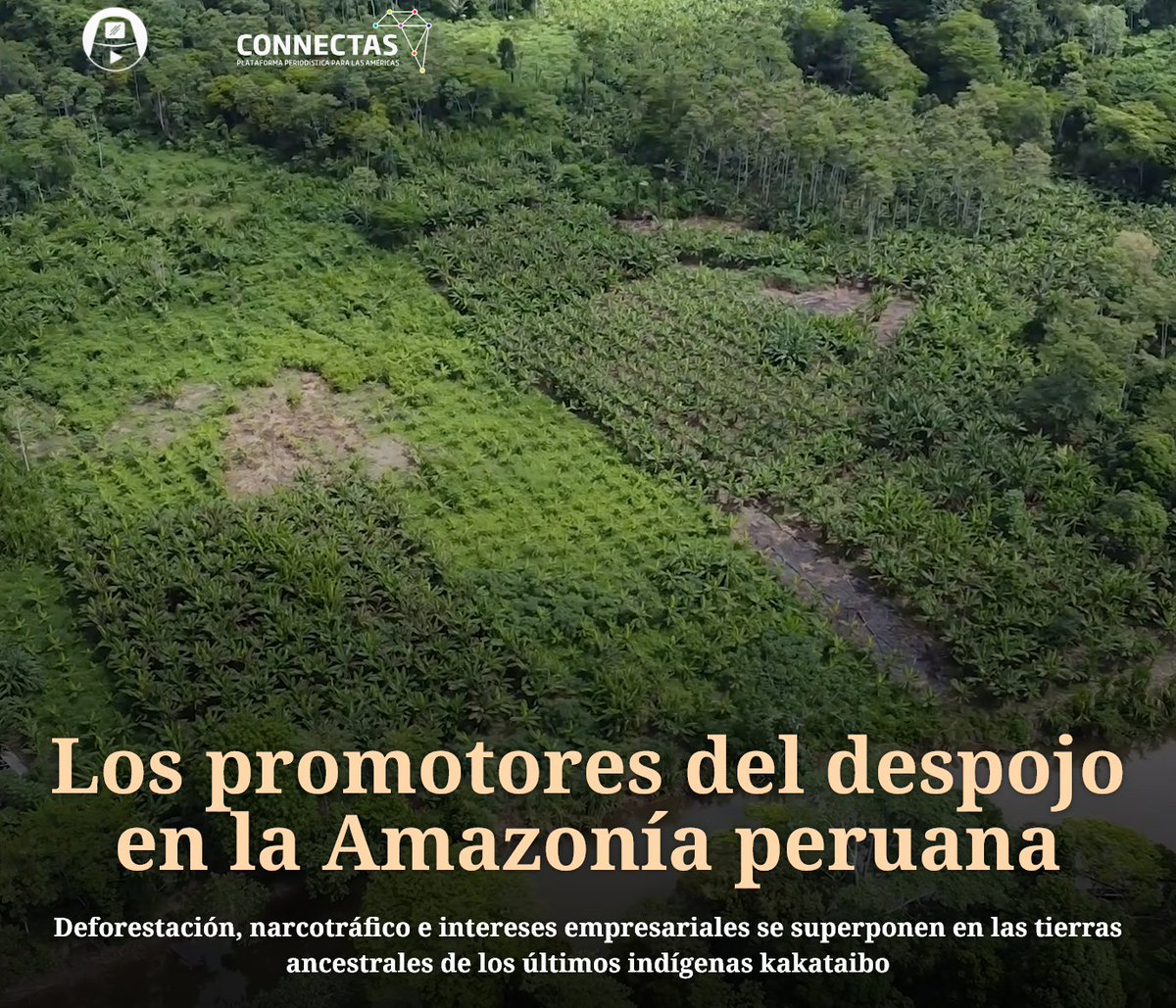 Presentamos #DespojoEnLaAmazonía, un multimedia que mapea las amenazas contra los últimos indígenas kakataibo de Perú. Invasores, cultivos ilícitos, 11 narcopistas, concesiones extractivas y títulos de propiedad a terceros les están arrebatando sus tierras
…oenlaamazonia.reportessilenciados.com