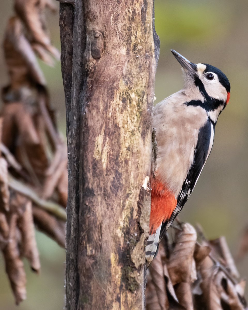 How amazing are great spotted woodpeckers. 

#nikoncreators 

<a href="/Natures_Voice/">RSPB</a> <a href="/_BTO/">BTO</a>  <a href="/WildlifeMag/">BBC Wildlife</a>