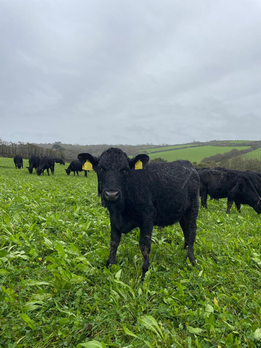 2024 Grazing complete, 1 month of housing and onto bale grazing for these 🍀