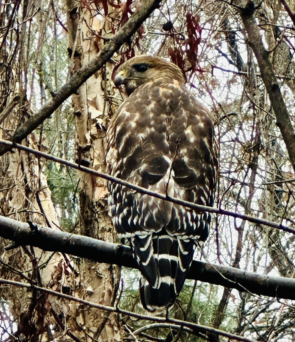 Ross Martin tweet media