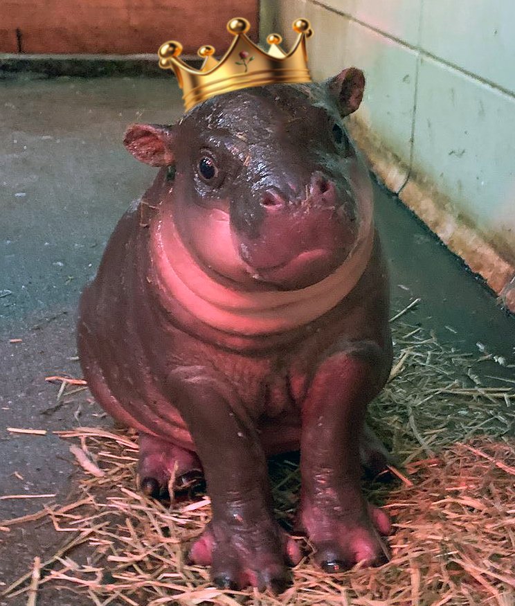 CryptoZoologiss's tweet photo. Yes, $HAGGIS is going to make many ppl a lot of money.
@haggishipposol
#HAGGIS at ~1.8M mcap
#MOODENG at $333M mcap
These are the ONLY 2 rare newborn baby #Pygmyhippos in the world born 2 months apart.
Moodeng trail-blazed the path for HAGGIS to follow ππΌπ₯ππ
#crypto #memecoins #solana