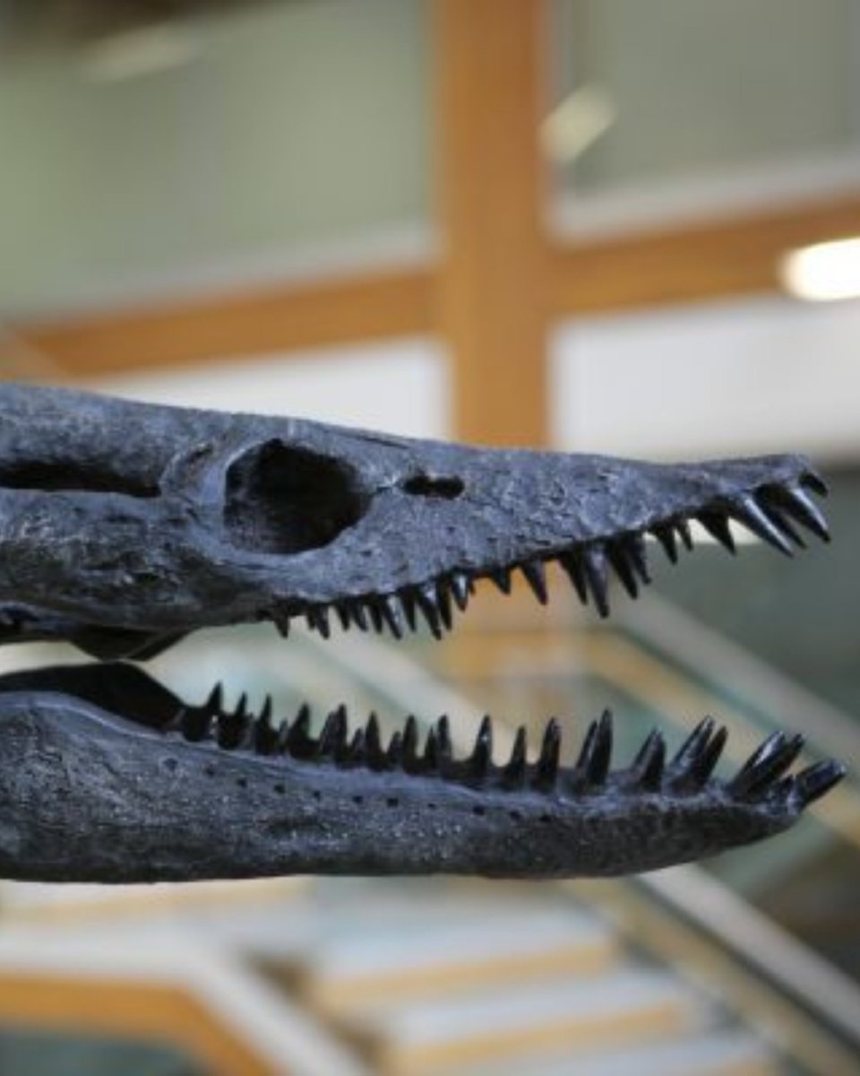 Did you know that we used to think Dorothy the elasmosaurus’ head was on her tail? 😅 That was in fact the trigger of the BONE WARS! 🦴

Fun fact: Dorothy is named after the Wizard of Oz Dorothy because they both come from Kansas!