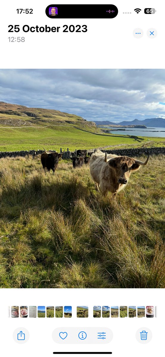 A lovely Canna #coosday - sunshine and walking highlanders out to the hill for the winter. #coosday #coosdaytuesday #highlandcow #heritagebreed #isleofcanna #isleofcannafarm #farmingwithnature #sustainablefarming #highlandcattle