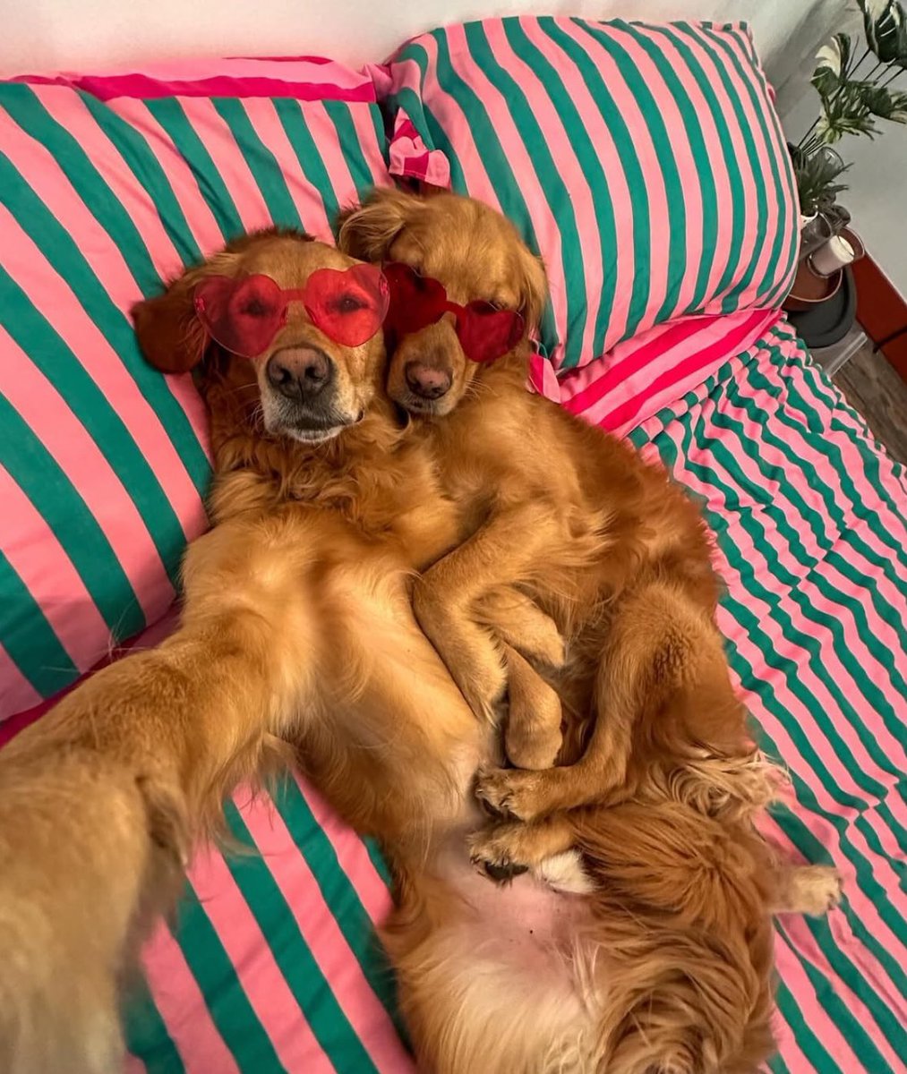 💖 (@twaniimals) on Twitter photo 