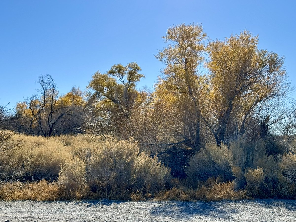 Don’t give up yet! Fall foliage is still in session in Ash Meadows Wildlife Refuge! <a href="/FoliageReport/">The Foliage Report</a> <a href="/KeystonePRIME/">B. Dean Berry</a>