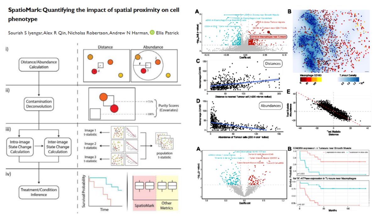 HaoYin20's tweet image. #SpatialOmics
SpatioMark
R::Statial
Work with Xenium CODEX MIBI-TOF
"SpatioMark first quantifies spatial proximity of one cell type to another using either a distance or cell abundance derived spatial proximity metric, denoises for segmentation artefacts, then fits a linear…