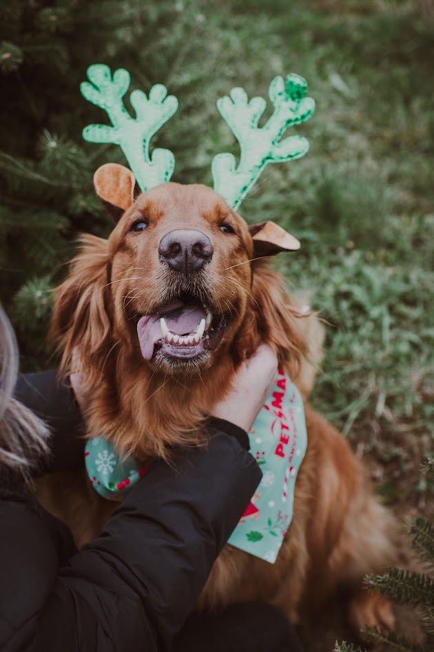 mcdaniel97's tweet image. Is @PetSmart looking for a dog model?