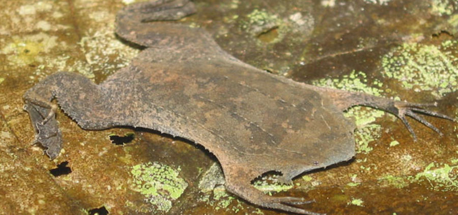 nashzoovet's tweet photo. #Funfact of the Day
Don’t be alarmed if you see our #SurinamToad floating perfectly still when you visit the Unseen New World. These frogs are ambush predators that lay in wait for prey to get near. They can remain frozen in place for up to 30 min before taking a breath. https://t.co/sLinh2D89A
