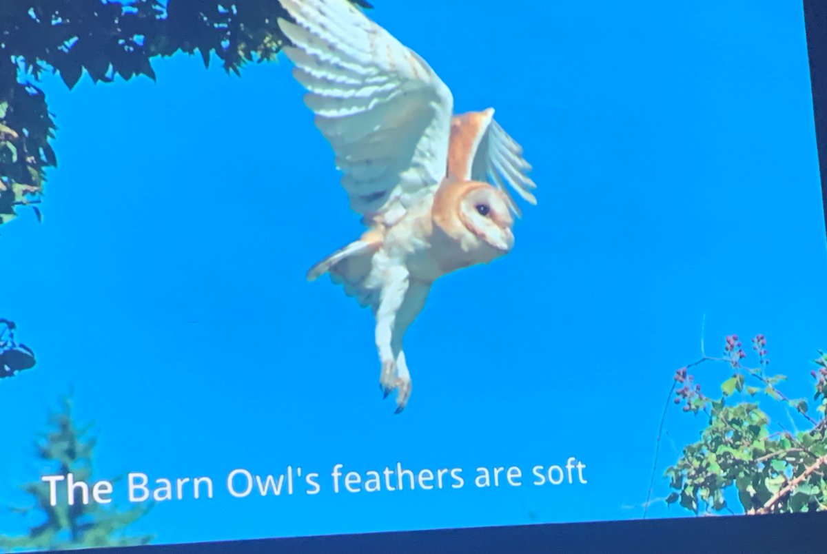 SwissAmbIL's tweet photo. Where #peace promotion & #science diplomacy meet: "Owls for Peace" led by Y. #Leshem @TelAvivUni, A. #Roulin @unil et al. focuses on the barn #owl as a control vs. rodents. This enables parties in #conflict - e.g. in the #NearEast - to come together around a neutral subject. https://t.co/urUZT6m1IY