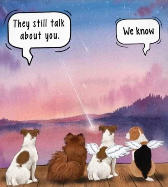 𝕏 Dogs (@_xdogs) on Twitter photo 