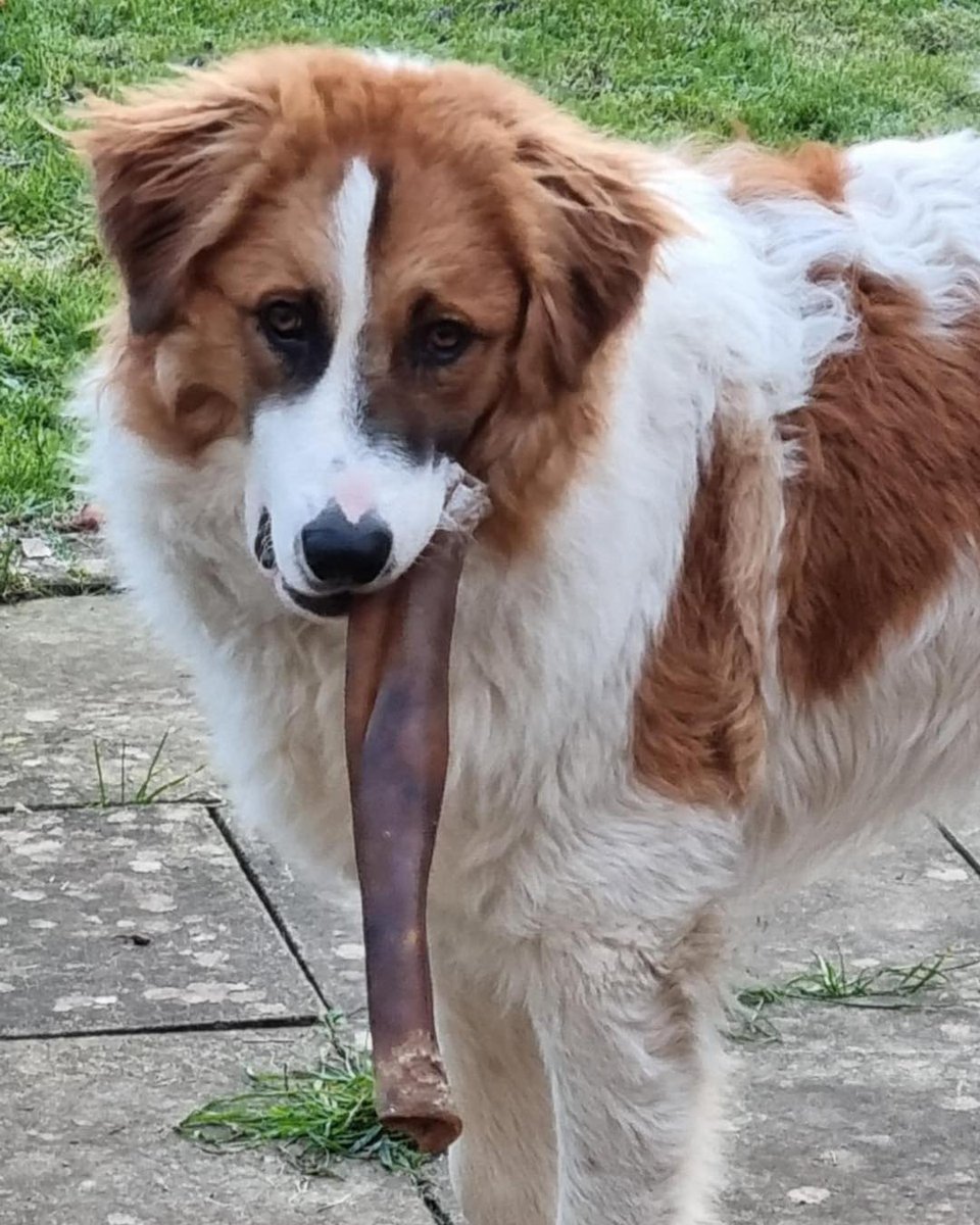To start Chester needs to take it slowly. He is a big bouncy boy and full of life and love. He is looking for a rural/semi rural home with secure garden and lawn to play on He would love a companion to play with if possible but he could also be an only dog
1dogatatimerescue.org