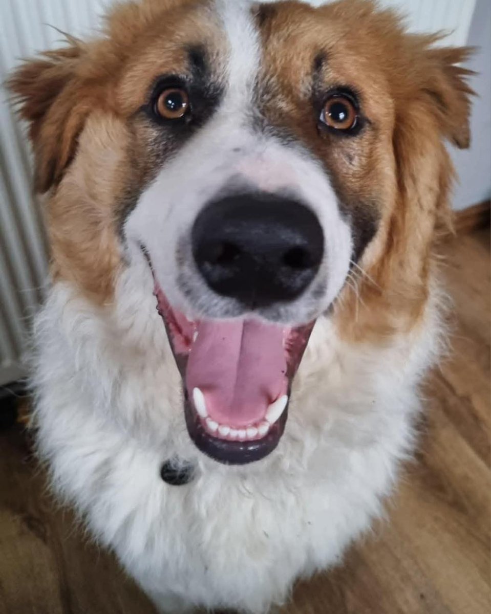 Why is stunning Chester still waiting???
He in in foster nr #Peterborough and is hoping that this post will find him his forever home, with people in it that will love and cherish him and help with his training 
1dogatatimerescue.org
#Cambridge #Stamford #Leicester #Kettering